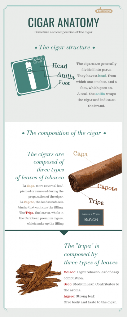 cigar anatomy, structure and composition - infographic